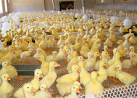 La fabrication en plastique de volaille de résistance à l'usure pour l'alimentation de canard de poulet et l'animal se protègent
