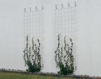 Deux petites façades greening avec les modèles carrés sont employées pour encourager les usines s'élevantes.