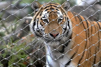Un tigre regarde fixement par le trou du type maille d'olive de zoo de câble d'acier inoxydable