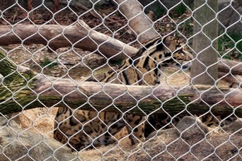 Un léopard est enfermé par la maille nouée de zoo de câble d'acier inoxydable